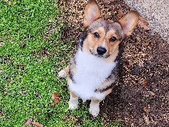 Male Pembroke Welsh Corgi 