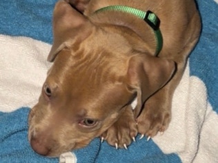 American Pit Bull Terrier – needs a good home – Clarksville