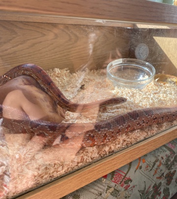 beautiful corn snake