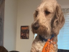 Goldendoodle – goldendoodle – Austin
