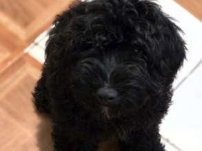 Goldendoodle – Mini Goldendoodle – New York