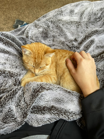 Kitten for sale