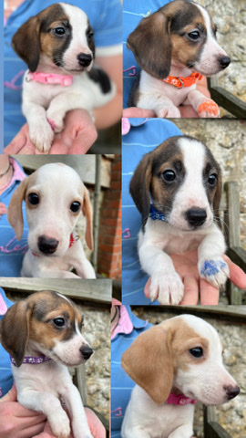 Beagle – Beagle puppies looking for their five start Homes
