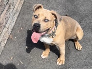 American Bulldog - American Bully Xl available for adoption in Boston