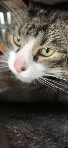 Dragon Li – Cat for sale