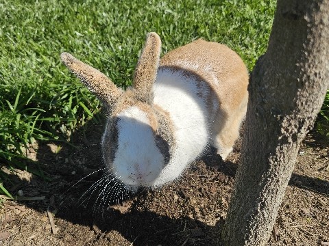Dutch – Rabbit – Sacramento