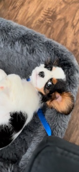 Cavalier King Charles Spaniel – Puppy Cavalier for rehome
