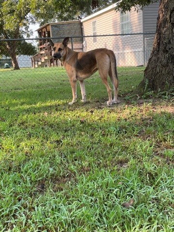 Two dogs for sale. must stay together.