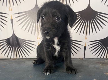 Puppy # 2