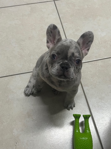 French Bulldog – French Bulldog
