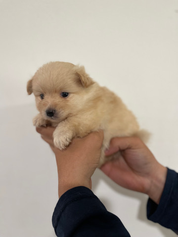Pomeranian – Pomeranian