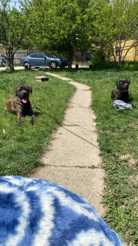 2 Cane Corsos