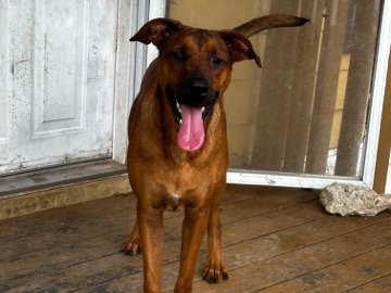 Mixed Breed – “Kira” Shepard/lab mix – Schertz