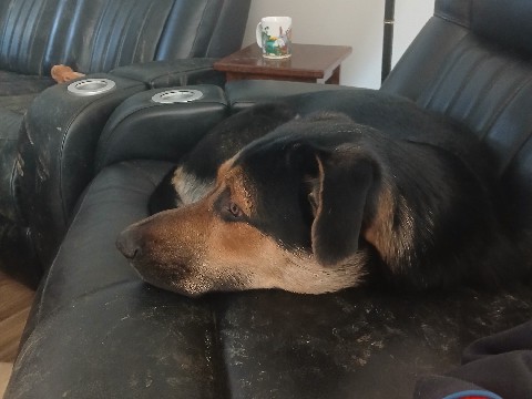 German Shepherd – German sheppard and rotweiller mix