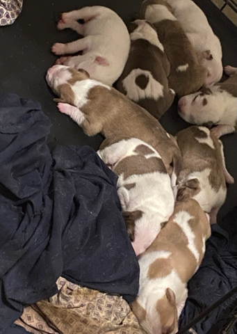 American Pit Bull Terrier – American pitbulls