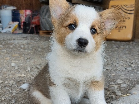Pembroke Welsh Corgi – Pembroke Welsh Corgi Puppy – 8 Weeks Old – Foothills County