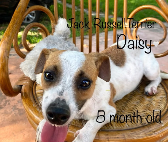 Jack Russell Terrier – Sweetest Jack Russell Terrier