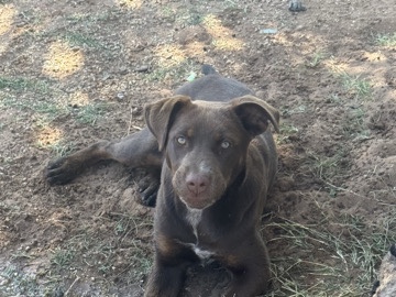 Labrador Retriever – chocolate lab – Lamesa