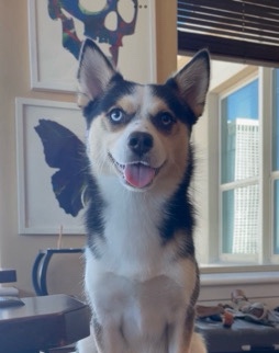 Pomeranian – Pomsky