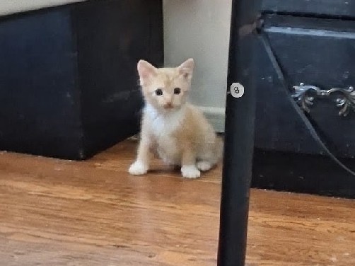 4 baby kittens that need new homes – Independence