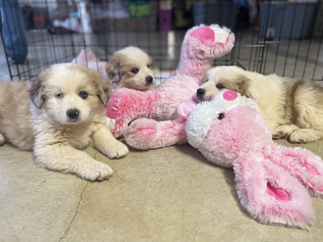  Great Pyrenees, Australian Shepherd  Puppies