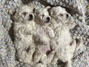 Bichon Frise – Bichon Frise Pup – Gulfport