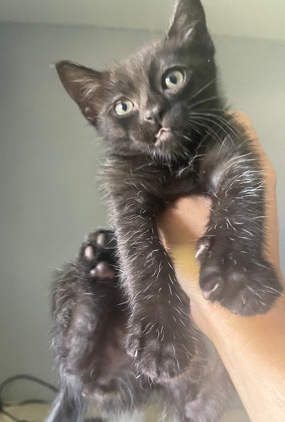 Kittens