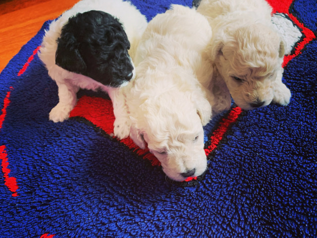 Poodle – Smoodle