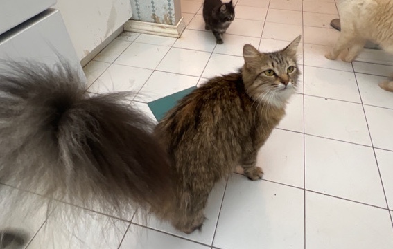 Maine Coon – cute maine **** ready for rehoming