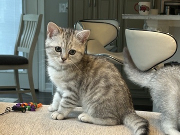 Scottish Fold – Scottish kitties – Inman