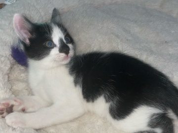 Oriental Bicolor – Tuxedo kitten