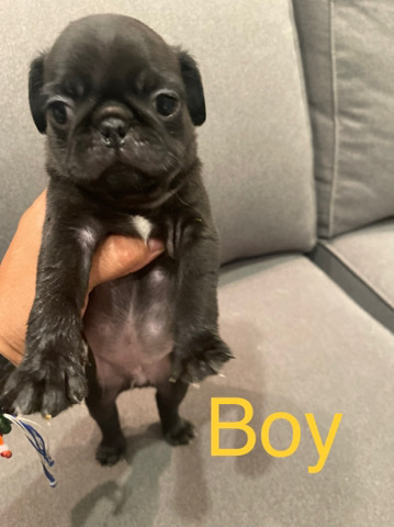 Pug – pug