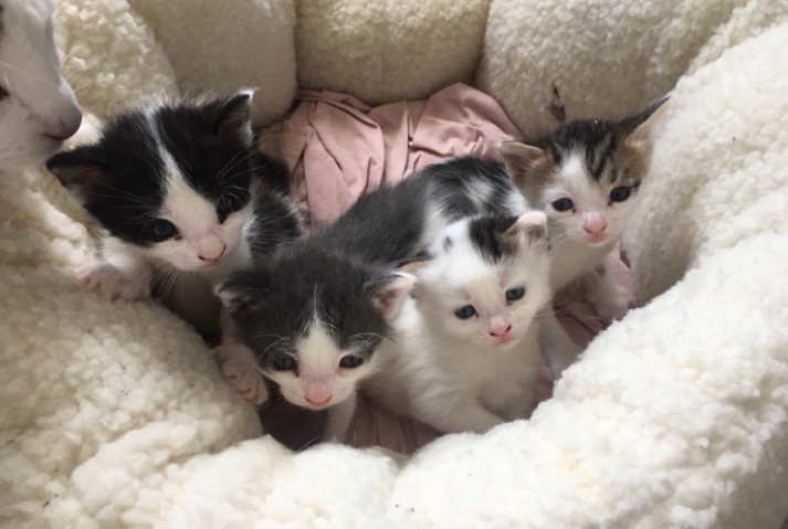 kittens
