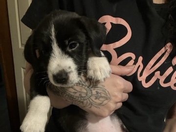 Italian greyhound/shorkie