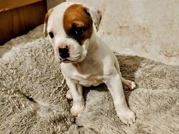 American Bulldog – Female Bulldog Puppy – Citronelle