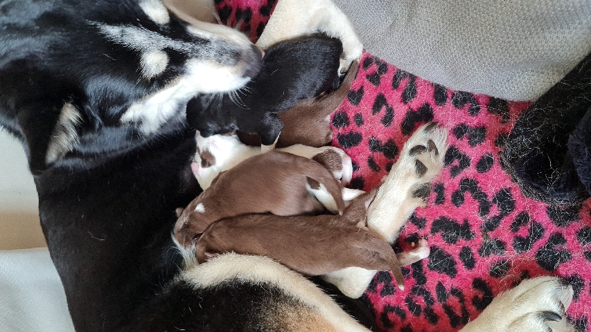 pomsky puppies for sale
