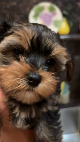 Yorkshire Terrier – male Yorkie