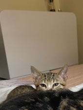 Bengal – Jackson