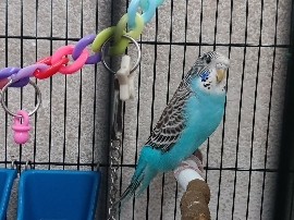 Parakeet – female parakeet – Ennis