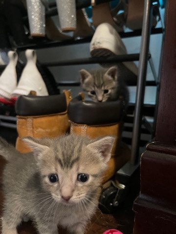 4 grey kittens