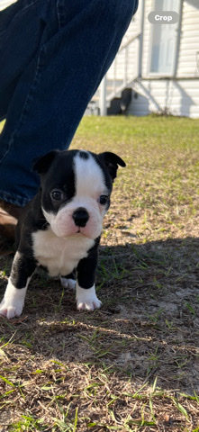 Boston Terrier 