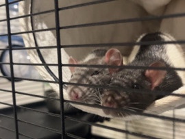 Rat – two female rats – Richmond