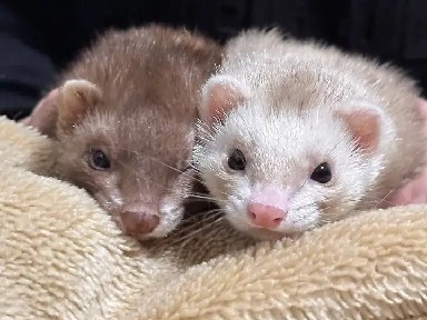 Adorable Ferret Family Companion 