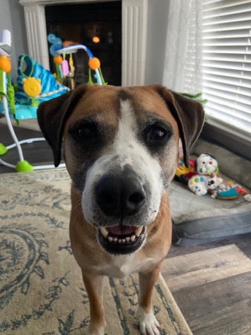 Boxer – New home for Bodie