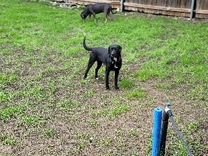 Greyhound - Rehoming sweet female dog available for adoption in Dallas