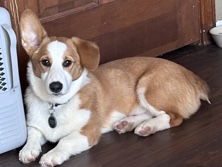 Pruebred Pembroke Corgi 