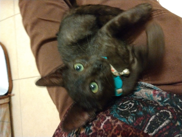Kitten needing a home