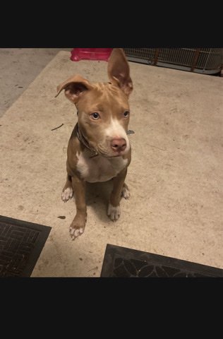 tri-bully puppy
