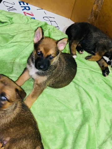 Belgian Shepherd Dog (Groenendael) – german Sheperd &belgian Sheperd