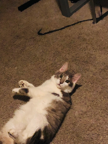 Maine Coon – rehoming my kitten